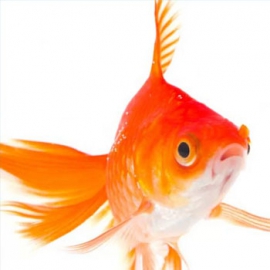 Promo Acquaristica