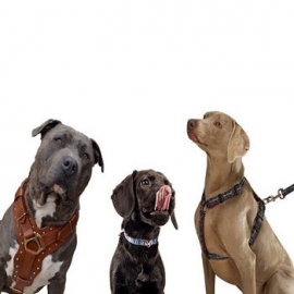 Accessori per cani