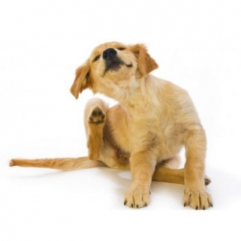Antiparassitari & Beauty per cani
