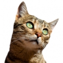 Gatti