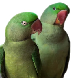 Uccelli