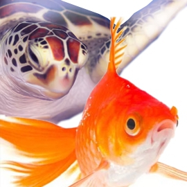 Acquaristica