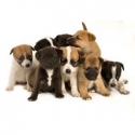 Tutto Cuccioli 