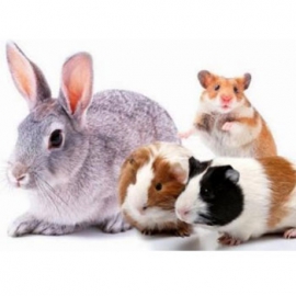 Cibo per conigli, roditori e piccoli animali