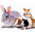 Cibo per conigli, roditori e piccoli animali