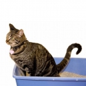 Lettiere e sabbiette